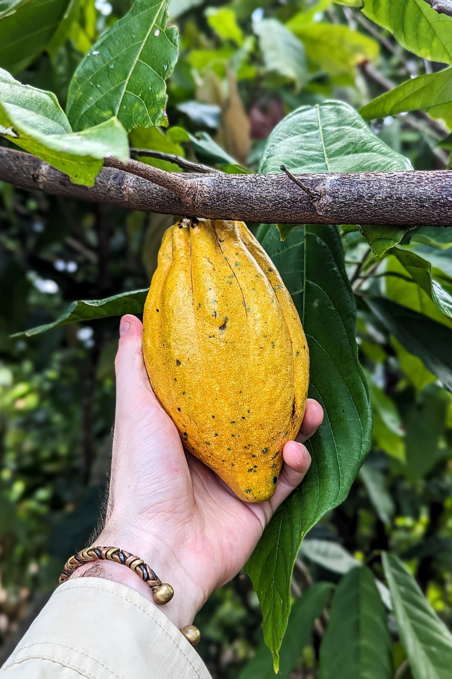 
                  
                    B9 COLOMBIA DAR-MILK
                  
                