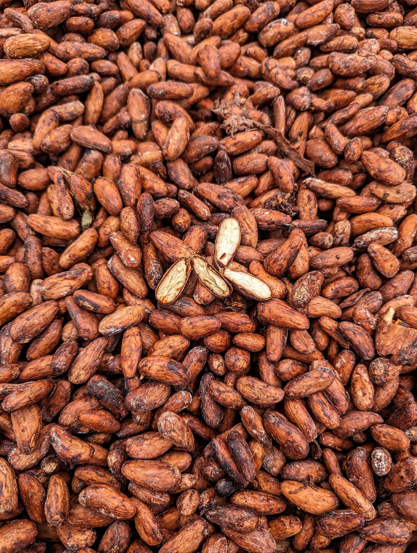 
                  
                    B9 COLOMBIA DAR-MILK
                  
                